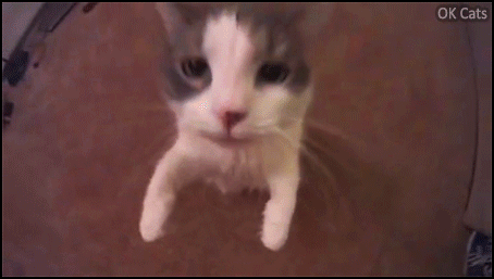 Art Cat GIF with caption • Affectionate kitty hugs and kissses her human • 'I LOVE YOU'