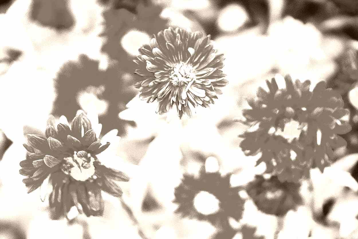 화성 용주사 화성 용주사