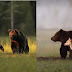 Urso e loba se unem por 10 dias pra caçar e dividir as presas