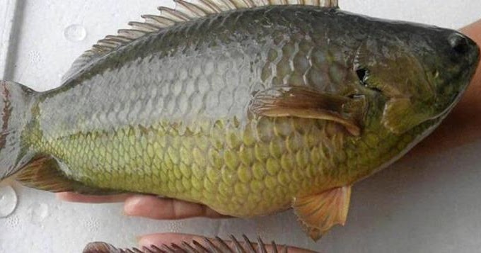Bicara Mentari Baka Ikan Puyu Siam Tahan Lasak Bicara Mentari Baka Ikan Puyu Siam Tahan Lasak