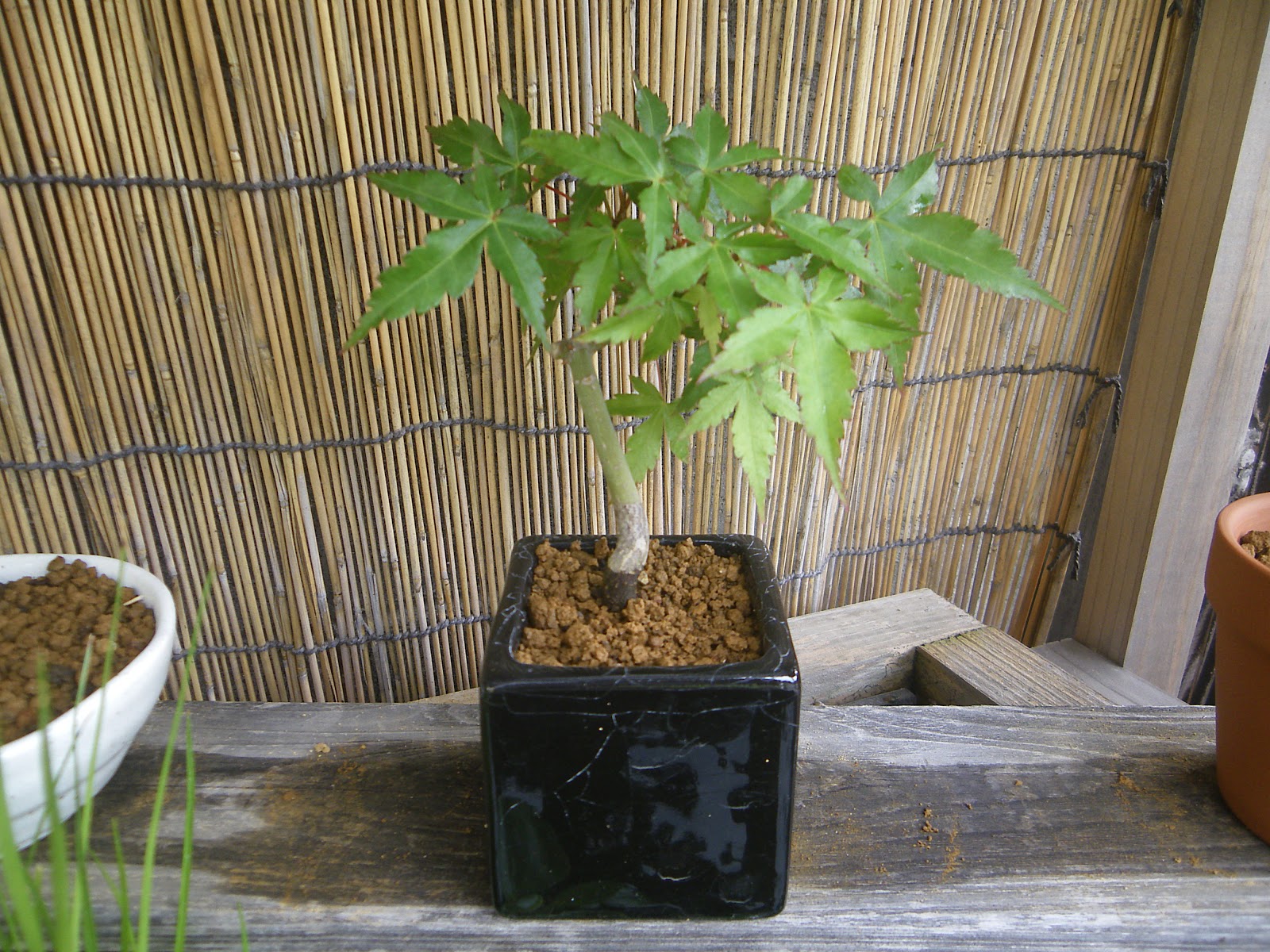もみじを種から育てよう 盆栽や鉢植えにして楽しみましょう メダカの大工