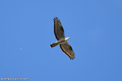 Aligot vesper (Pernis apivorus)