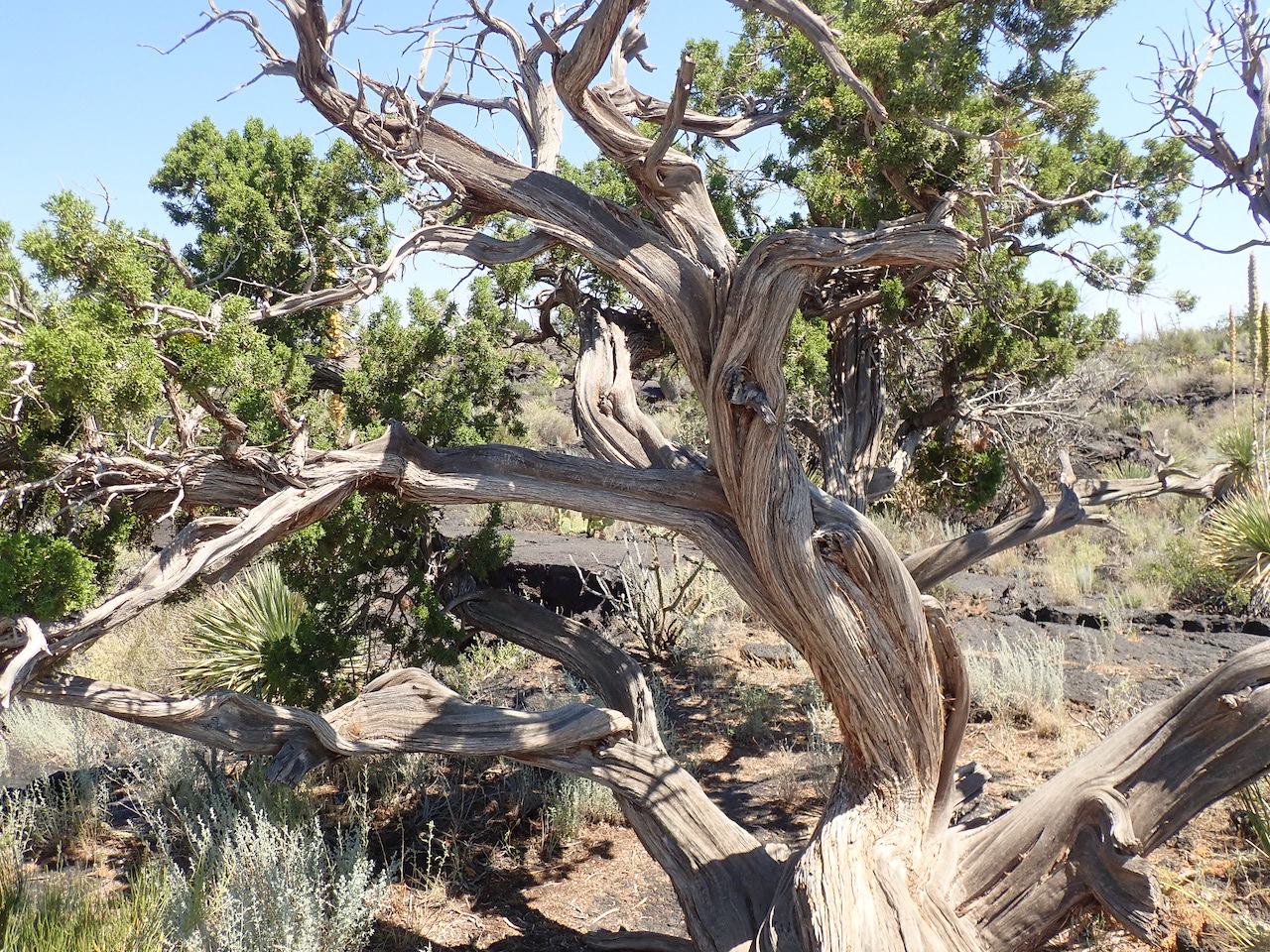 Juniperus monosperma Juniperus monosperma