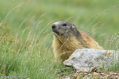 Marmota