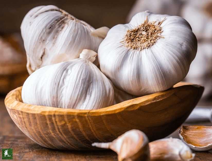 الثوم مقابل البصل