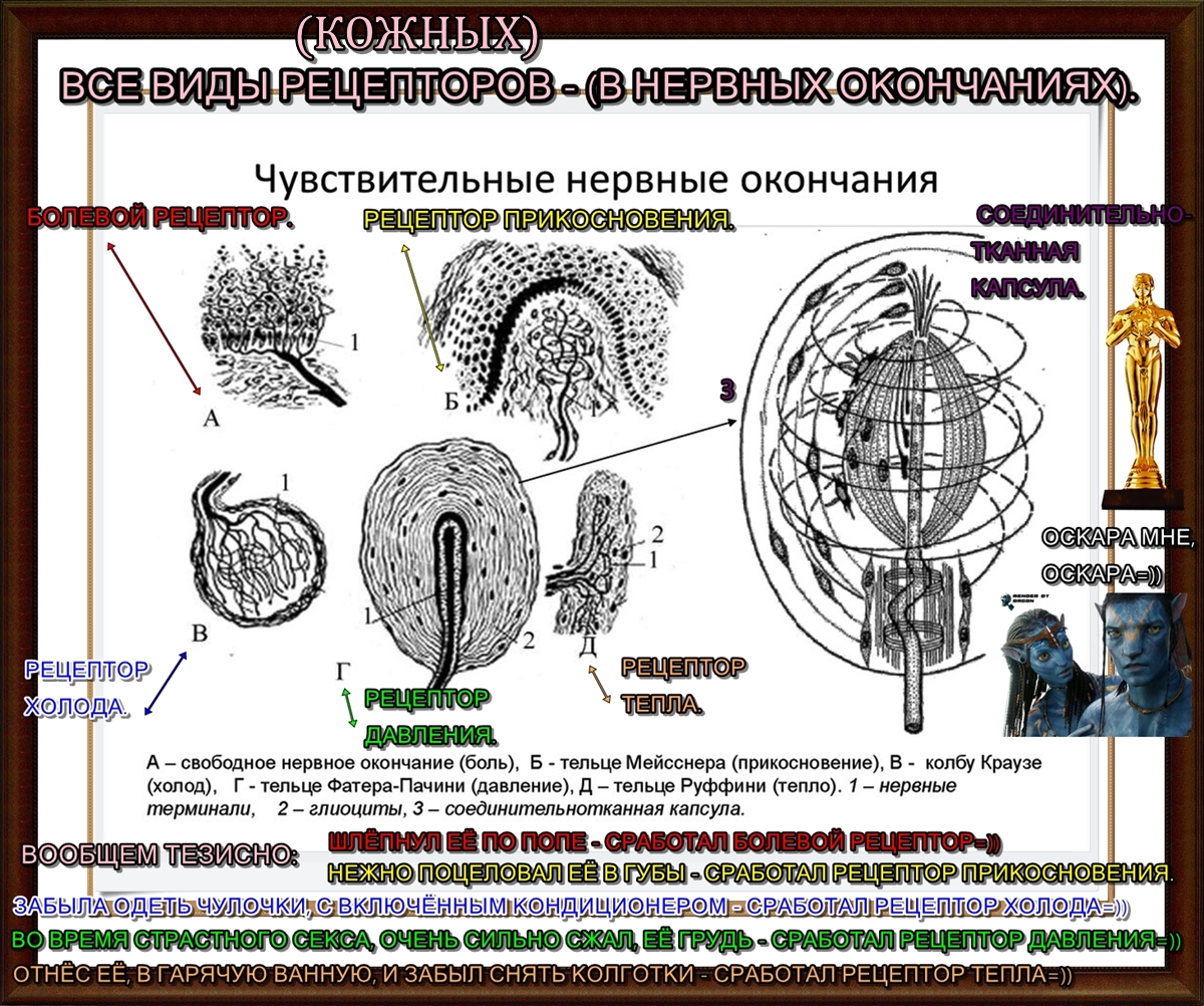 Нервная система. Нервы система человека. Центральная нервная система человека. Полиневропатия конечностей симптомы. Нарушение нервных окончаний.