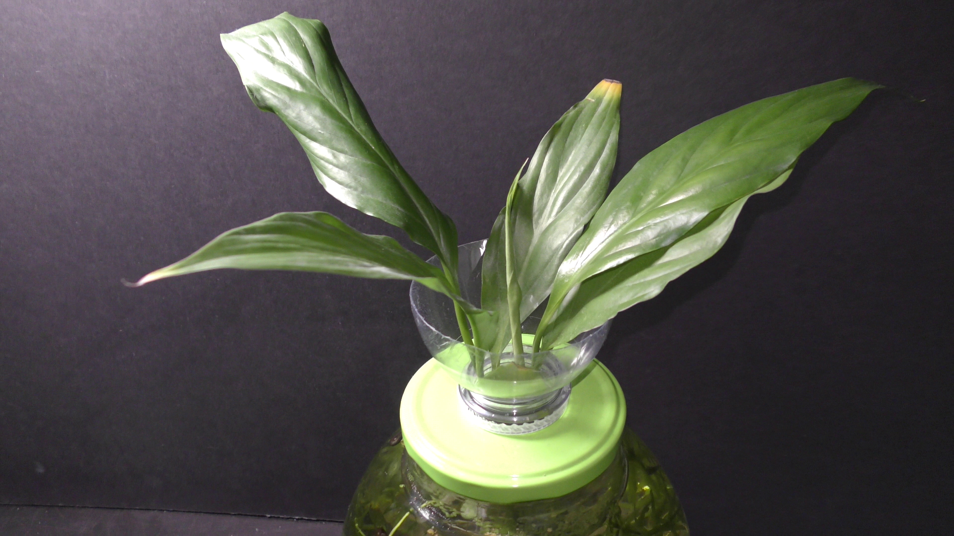 Random Bits How to Grow Peace Lily in Water