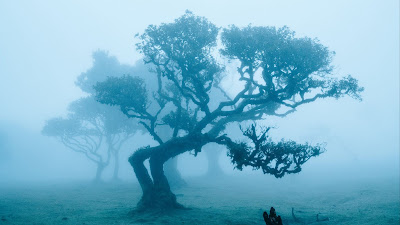 Wallpaper Trees Fog Free HD