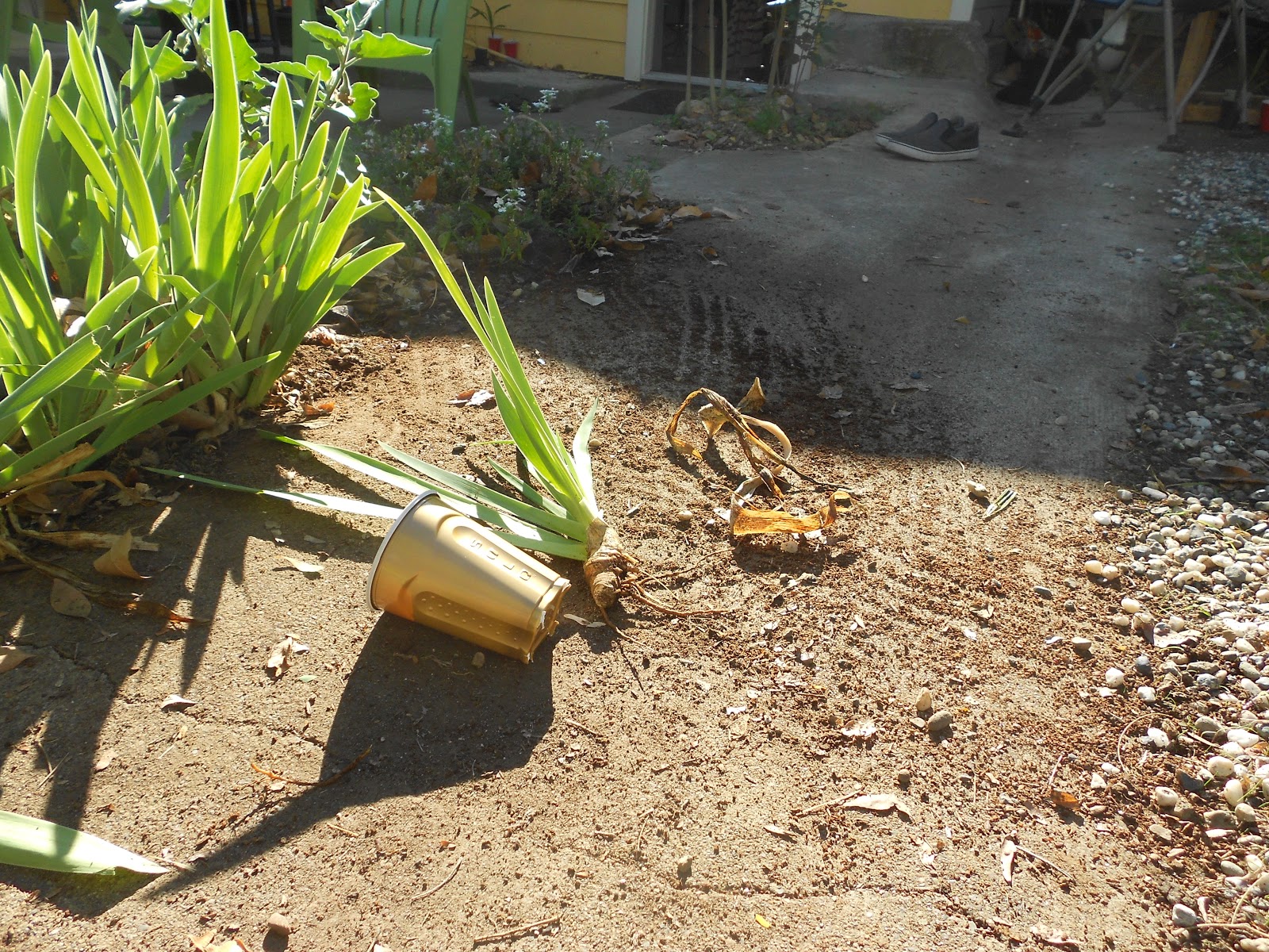 A Grower's Lessons Transplanting Iris Bulbs