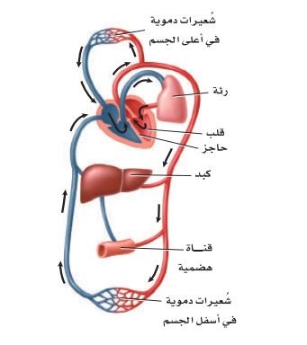 خصائص الثدييات من ماهي الثدييات