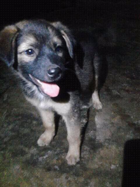 Jual Anjing Berkualitas Fs Anjing Jawa Turunan Gladak