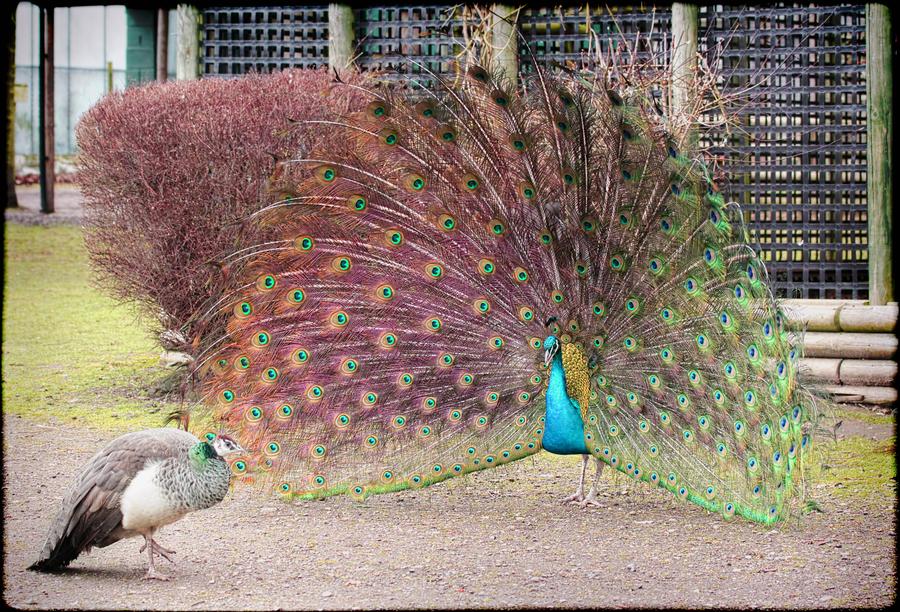 павлин. императорский павлин. пурпурно. розовые павлины. розовые павлины.