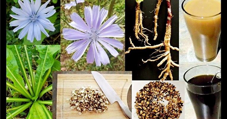 ما هو نبات الهندباء وما هي فوائد الهندباء الطبية؟