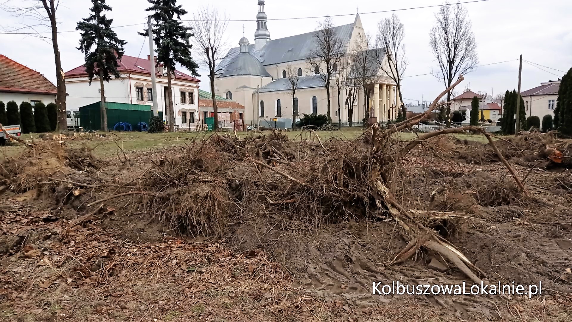 Wielka wycinka przed plebanią [ZDJĘCIA, WIDEO]