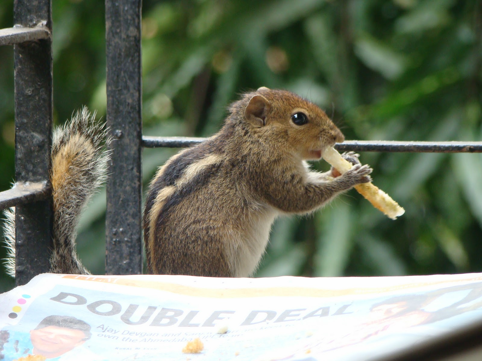 Indian Palm Squirrel Animal Wildlife
