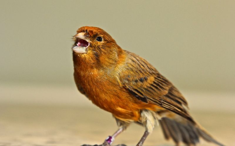 Cara Melatih Kenari Agar Ngerol Panjang dan Keras Warta
