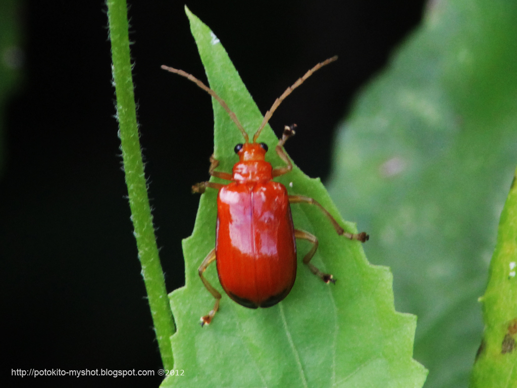 Aulacophora sp., Sumatra Indonesia