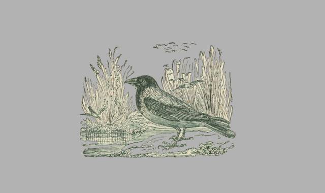 Gedichte Und Zitate Fur Alle Krahen Bei Sonnenaufgang Gedichte