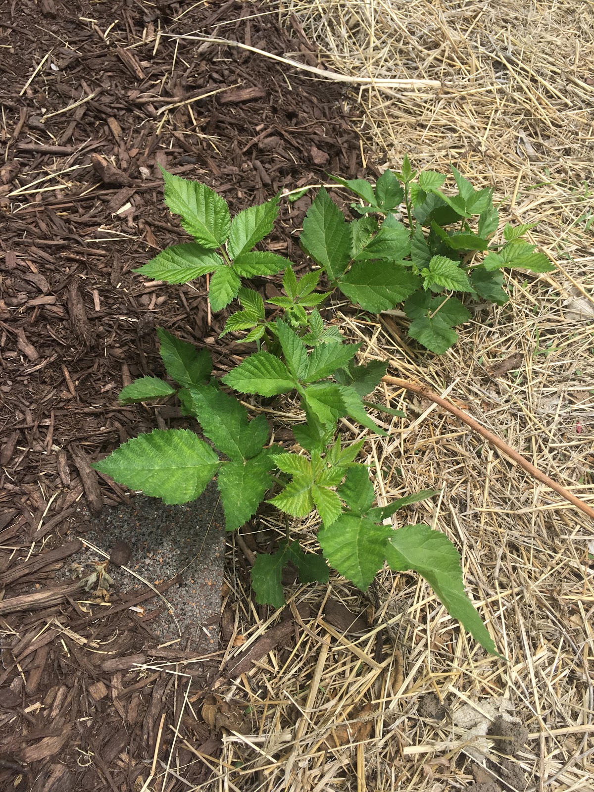 How to transplant blackberry bushes