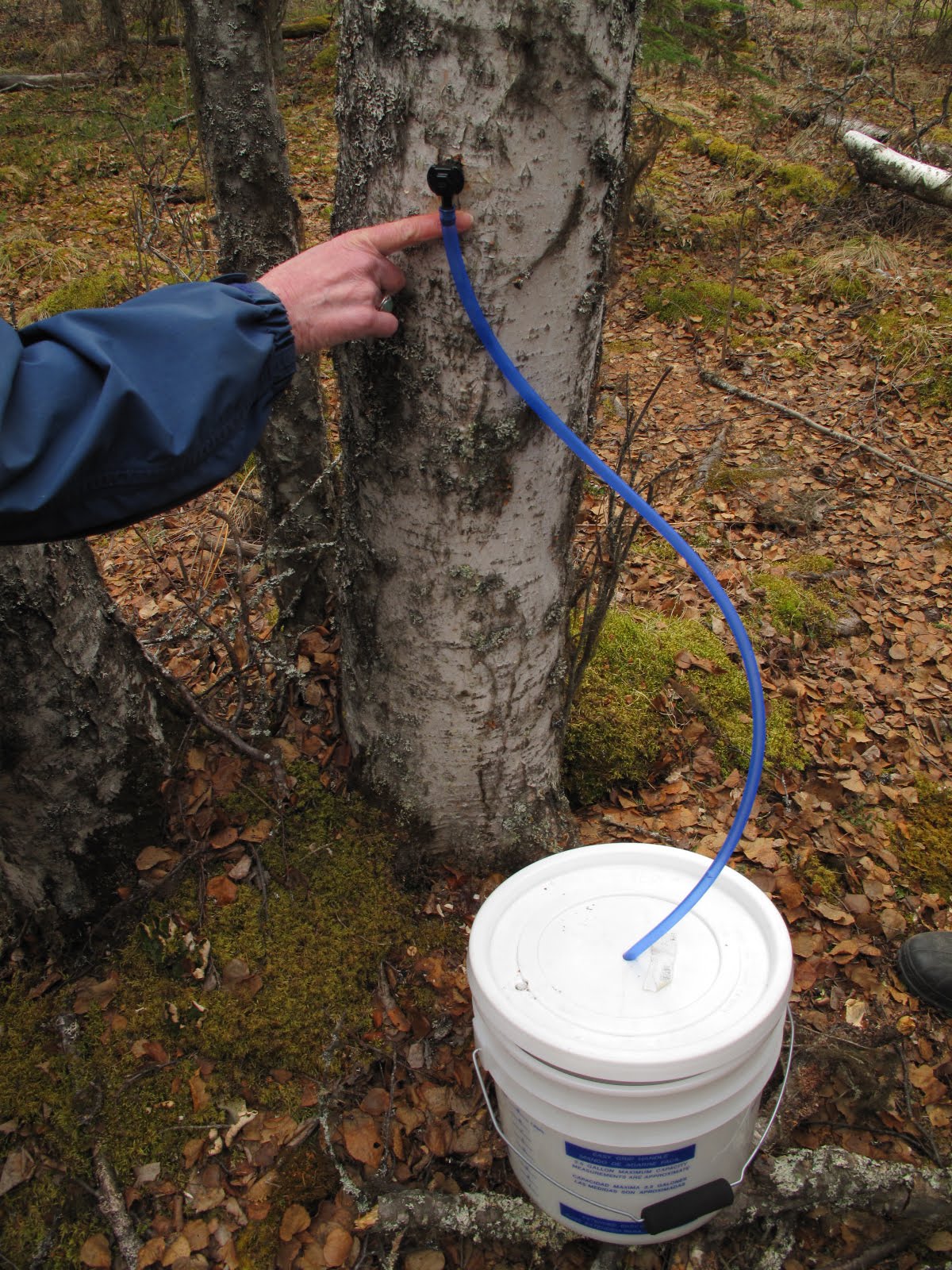 BASECAMP NIKISKItapping Kenai birch trees