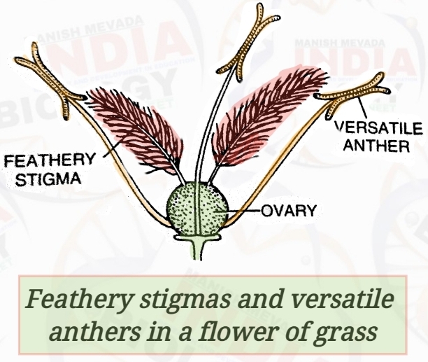 Anemophily ( Wind Pollination )