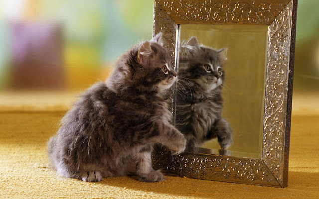 Funny animal photo with a cat in front of a mirror