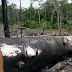PF deflagra operação em Rondônia, mais sete estados e DF contra desmatamento ilegal na Amazônia