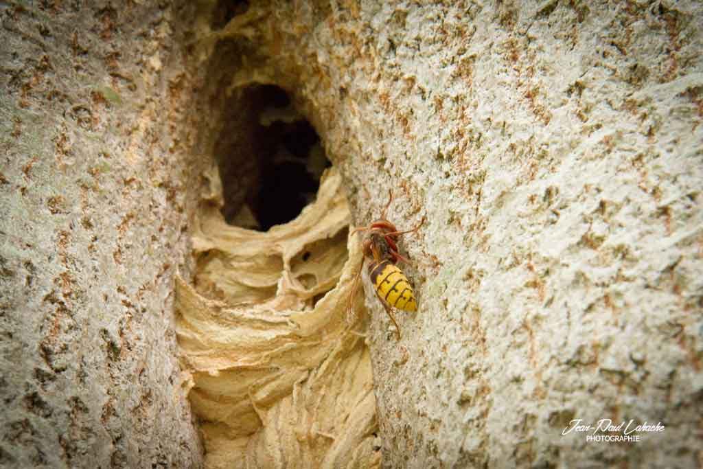 Nid de Frelon européen installé dans une cavité. Nid de Frelon européen installé dans une cavité.