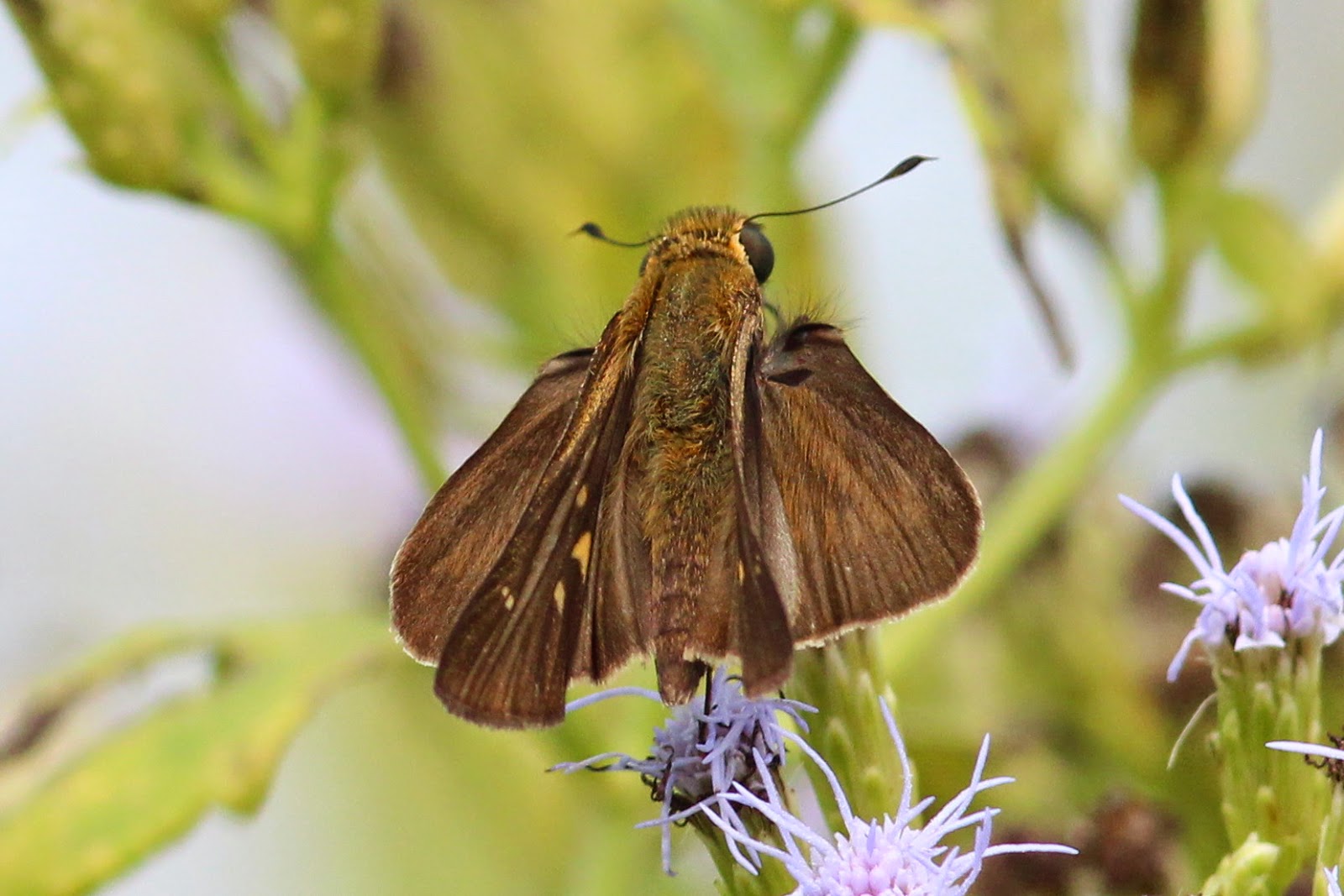 skipper butterflies skipper butterflies