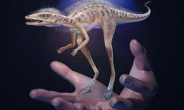 Tiny four-inch tall dinosaur relative more than 240 million years ago 