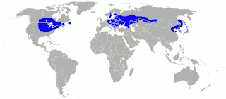 Dünya çapında gözlenen ılıman karasal iklim kuşağı haritası.