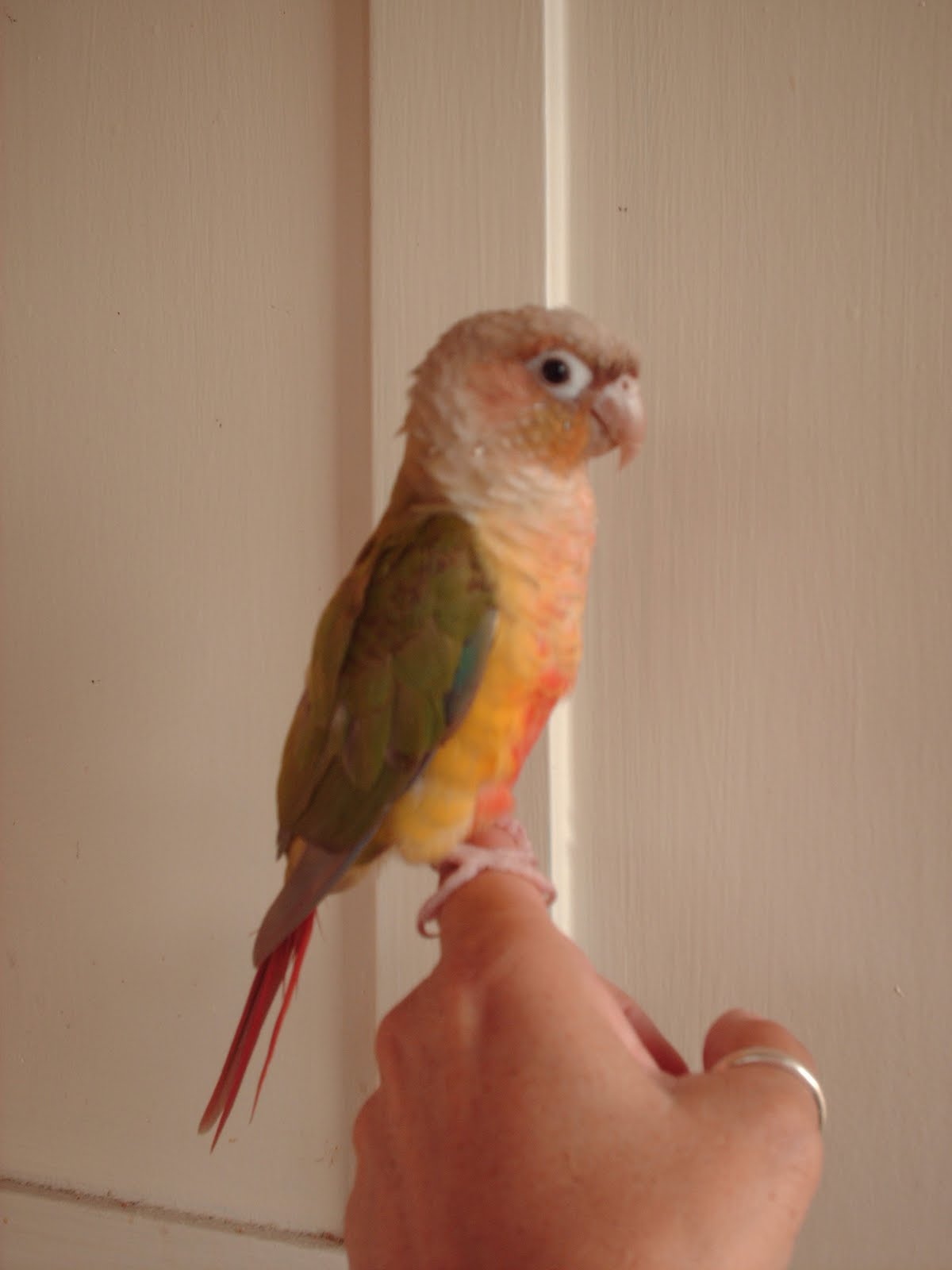 Andrea Jesse's Blog A Greencheeked Conure (pineapple variety) named Mango