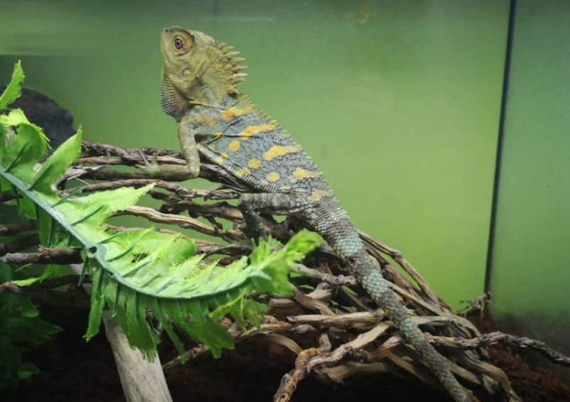 +13 JENIS BUNGLON | Peliharaan, Gambar, Harga, Unik, Lucu dan Indah