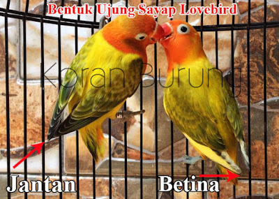 Cara Paling Tepat Membedakan Jenis Kelamin Lovebird Anakan Dan Dewasa Mengetahui jenis kelamin burung lovebird yang kita pelihara memang sangat penting Cara Paling Tepat Membedakan Jenis Kelamin Lovebird Anakan Dan Dewasa