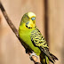 Top 8 Pet Bird Breeds for Beginners