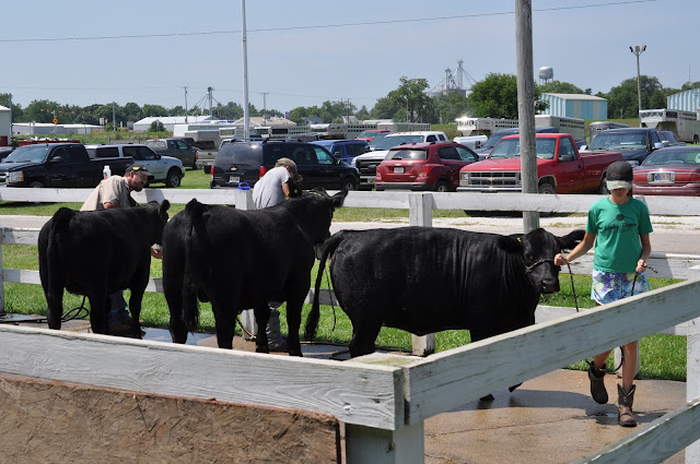 How Do We Prep Our Calves for the County Fair 