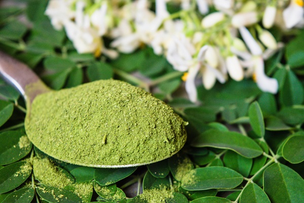Moringa Olifera Moringa Olifera