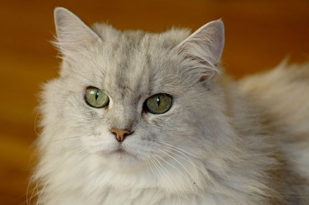 For a Cats: Cat Breeds - Persia Cats Pretty | Cat Foods, Cat Healthy ...