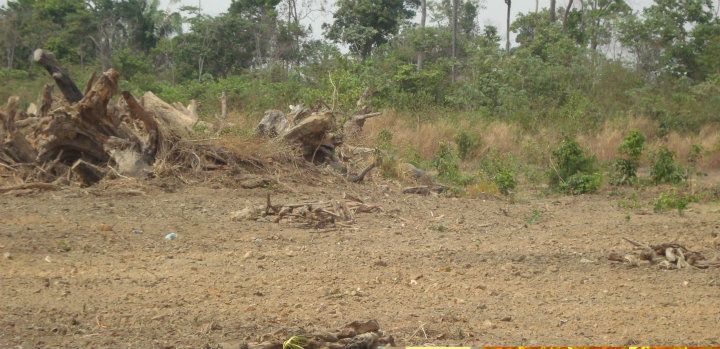 InterAgro: Limpeza de área na UFMT