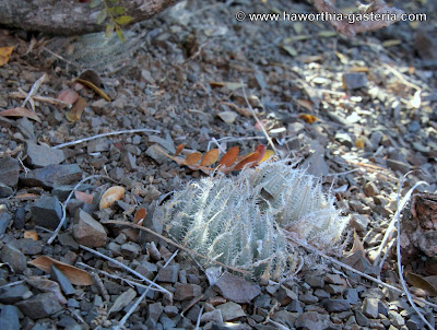 All You Wanted To Know About Haworthias Gasterias And Astrolobas Haworthia Cummingii