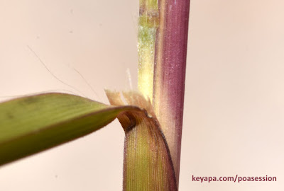 Schizachyrium scoparium - Little Bluestem Grass