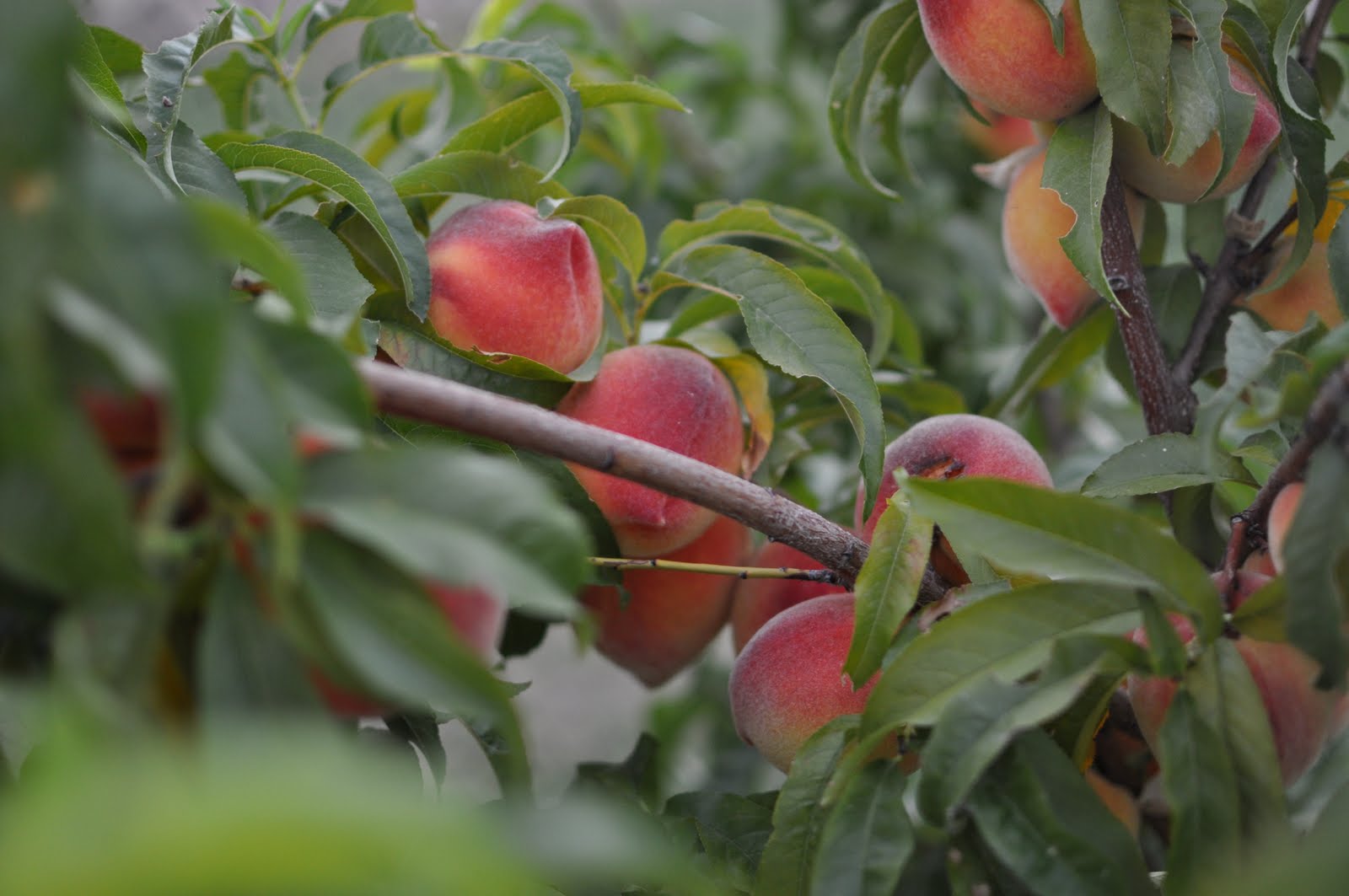ARIZONA TRAVELER MIDPRIDE PEACHES