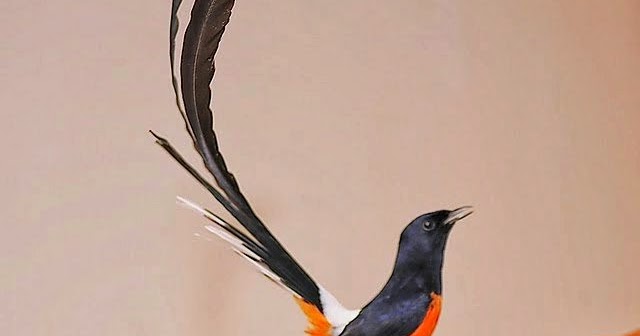 Berbagai Macam Jenis Burung Murai Batu Lengkap Dengan Gambar