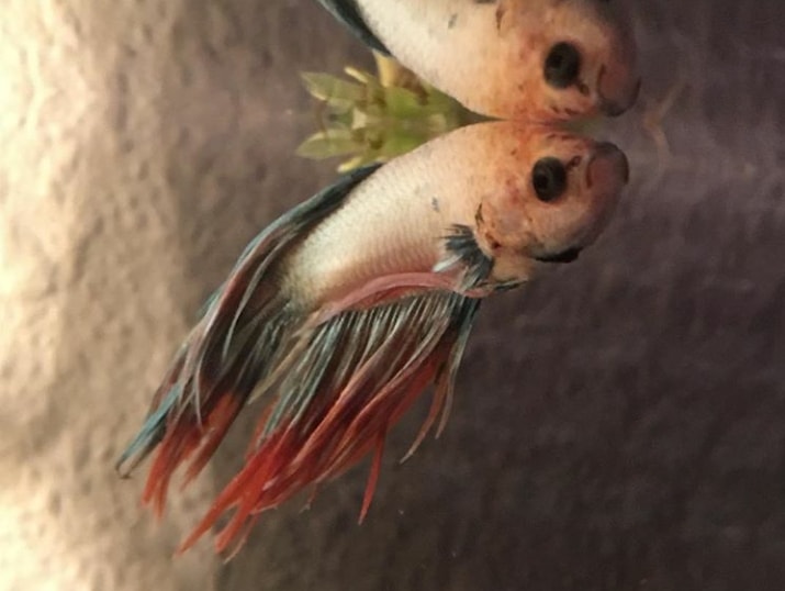 Ikan Cupang Lesu Pucat Dan Tidak Mau Makan Ini Solusinya Cupang Sehat