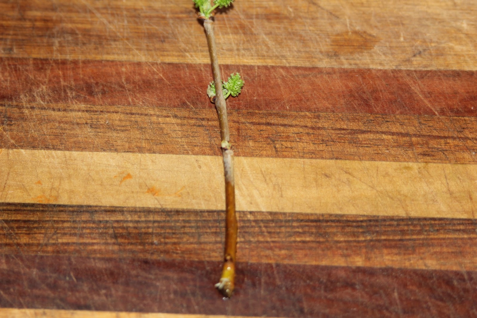 Mudflower Mulberry tree from cuttings the easy way