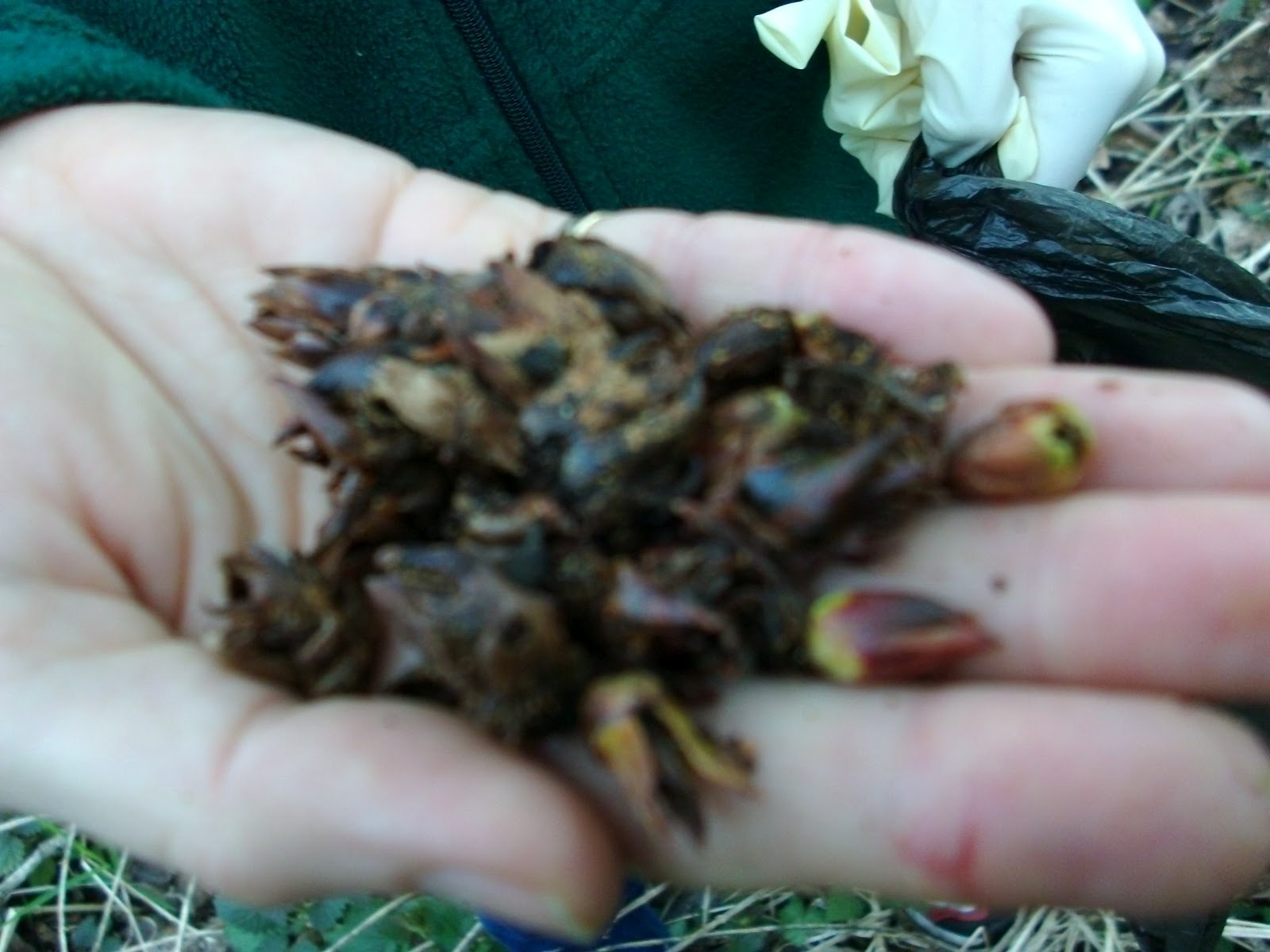 Green Heart Growing Project Making Cottonwood Bud Healing Oil