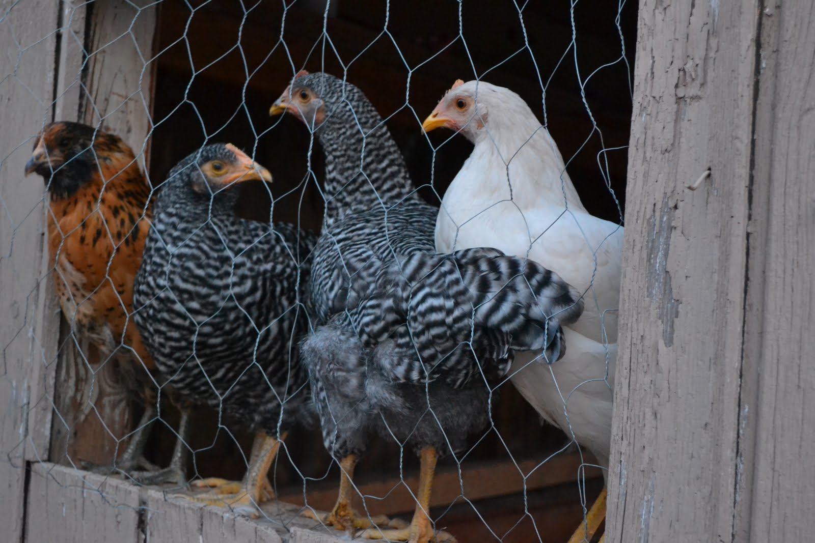 Farm Girl in the City When chickens wont come home to roost.