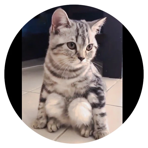 Domestic cat likes to sit on his haunches. Why?