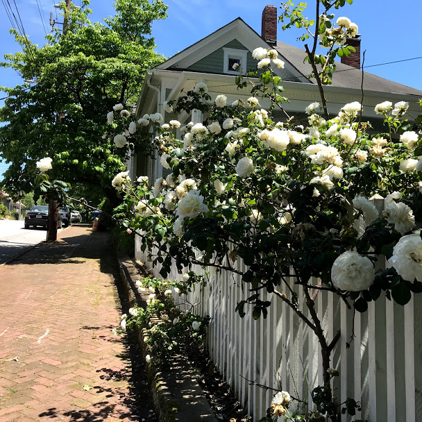 white roses on a picket fence