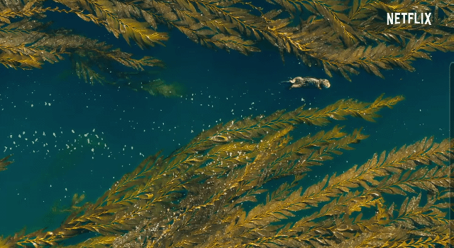 해달이 캘리포니아 켈프 숲에서 매우 중요한 존재라고 불리는 이유 | 인스티즈